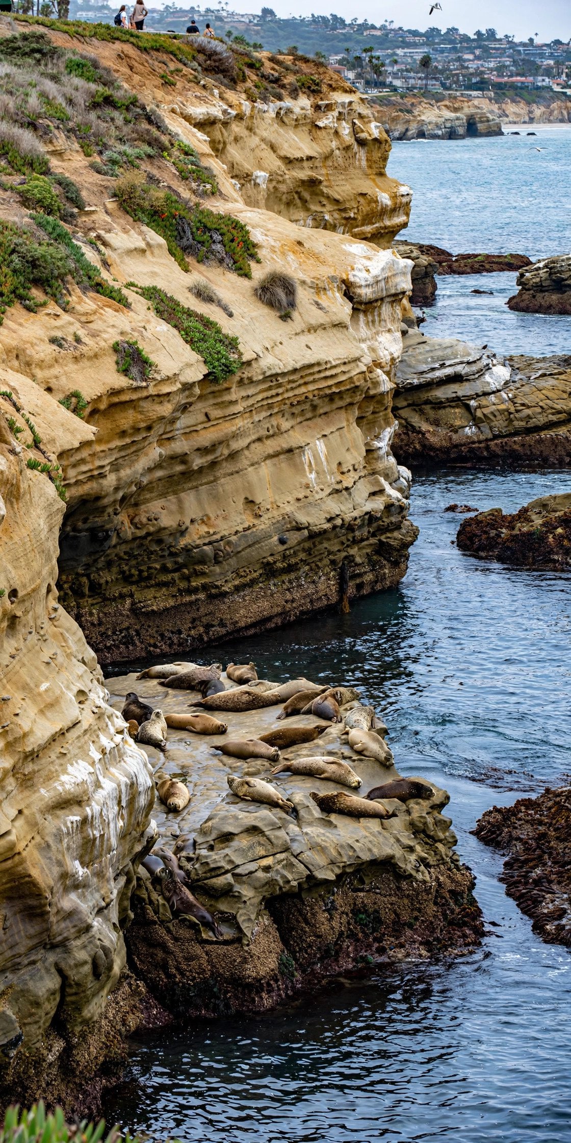 La Jolla Cove cliffs and seals in San Diego