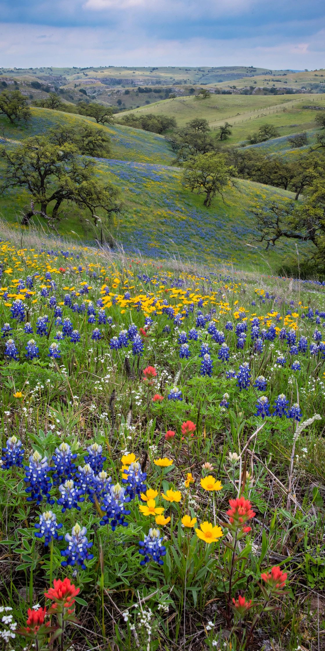 Wildflowers and rolling hills in Texas Hill Country