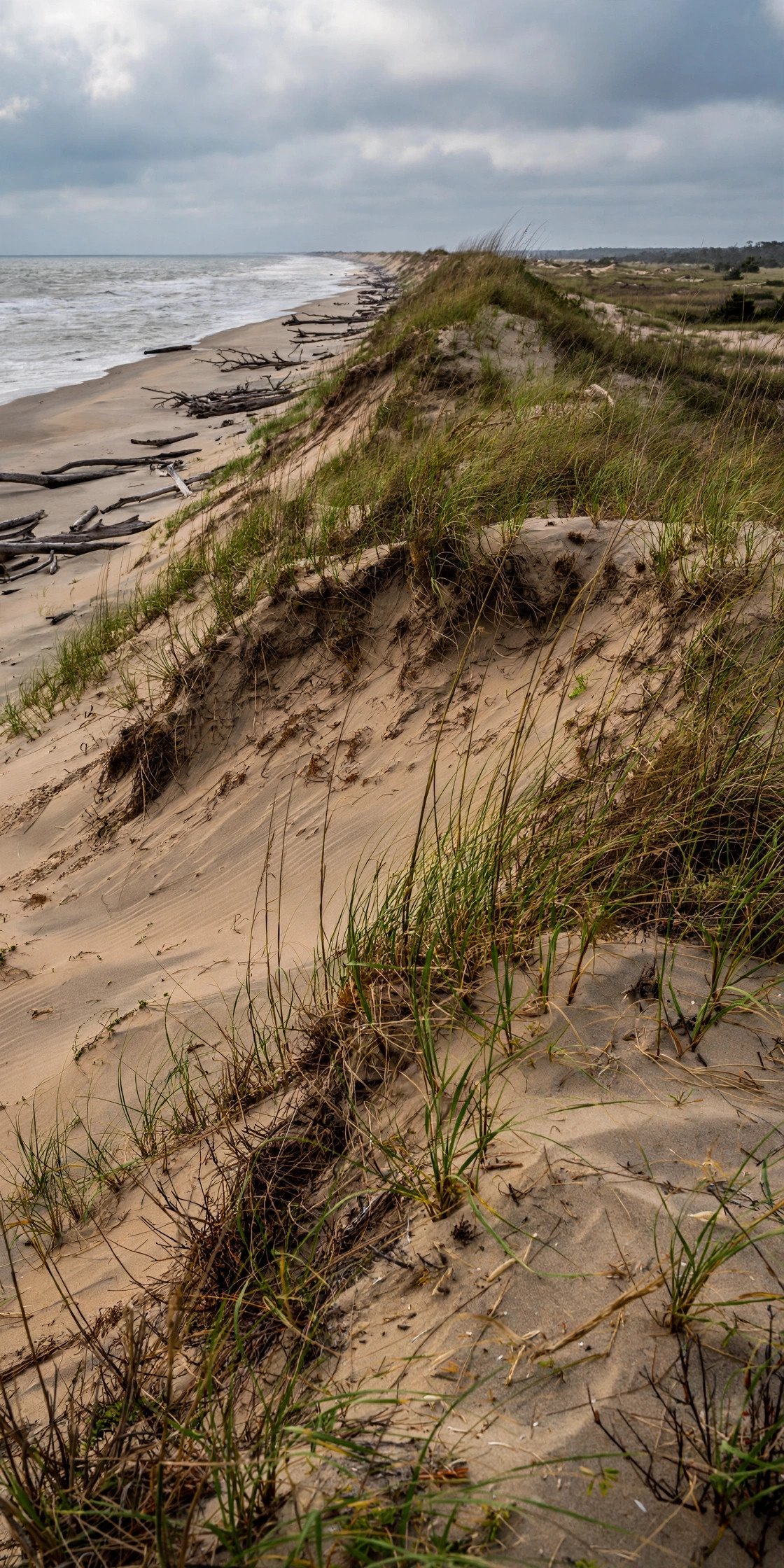 Dunes and wild beach in the Outer Banks